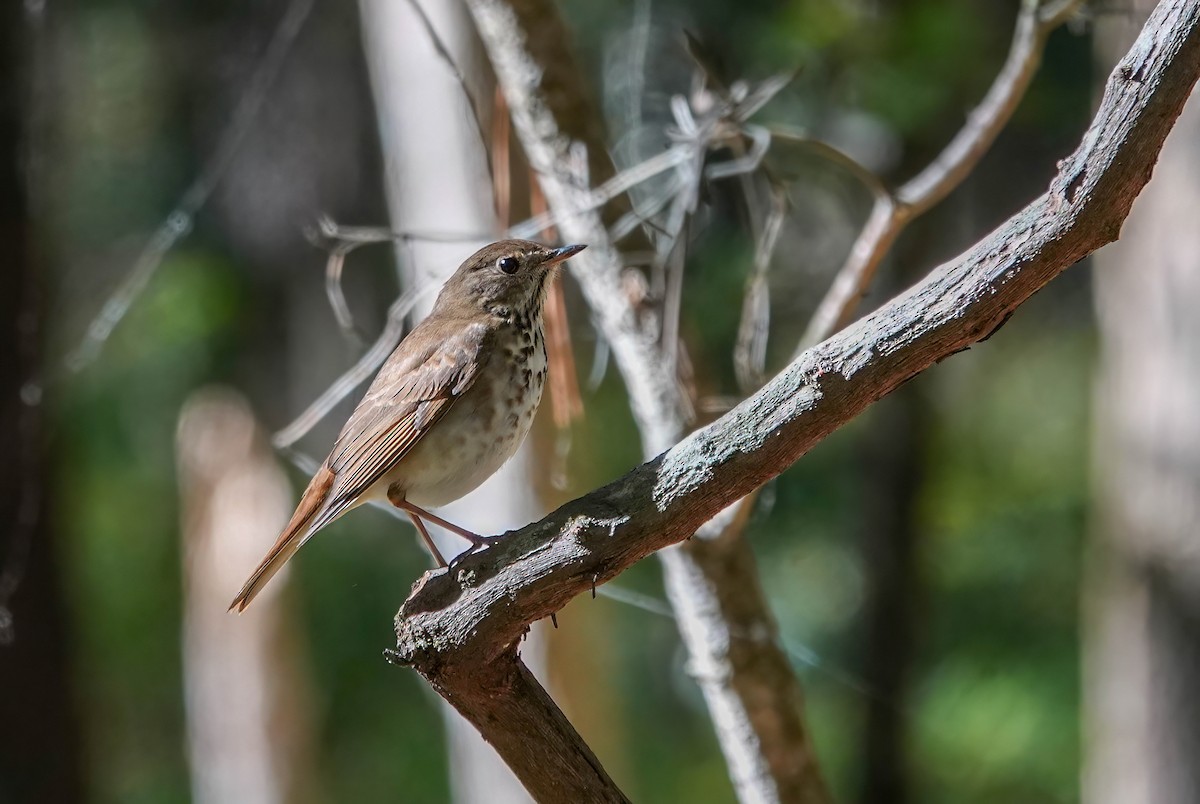 Hermit Thrush - ML644486553
