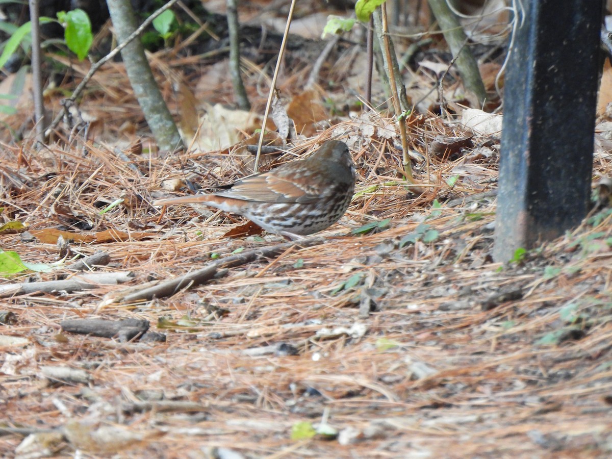 Fox Sparrow - ML644486562