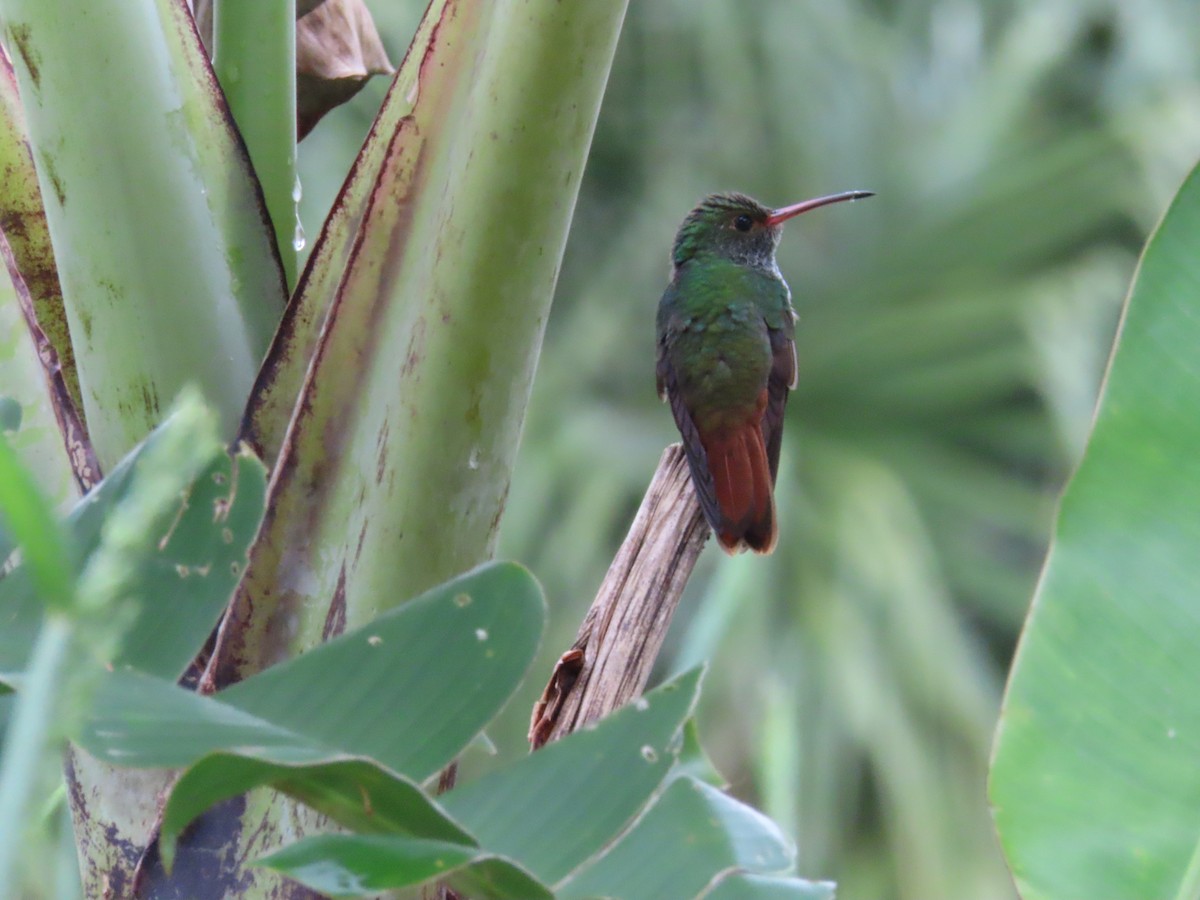 Rufous-tailed Hummingbird - ML644486571