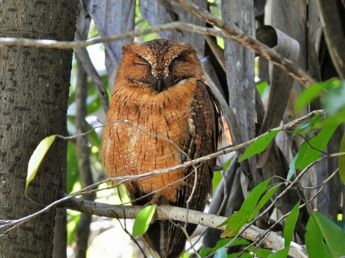 Madagascar Scops-Owl - ML644486573