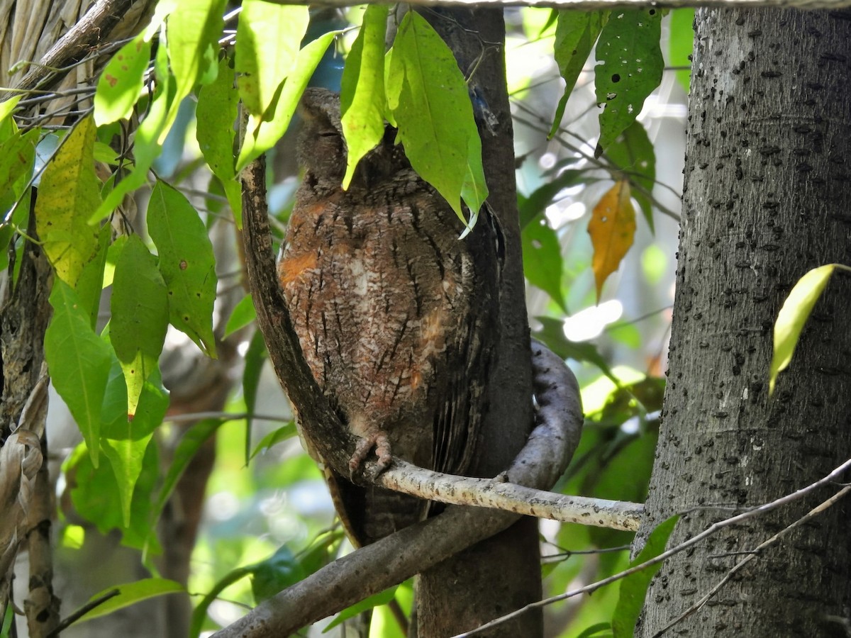 Madagascar Scops-Owl - ML644486574