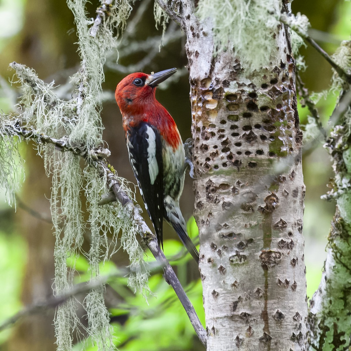 Red-breasted Sapsucker - ML644486584