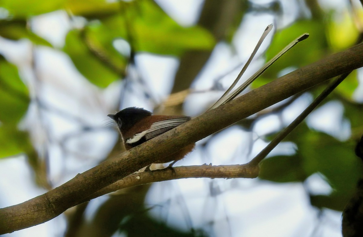 Malagasy Paradise-Flycatcher - ML644486588