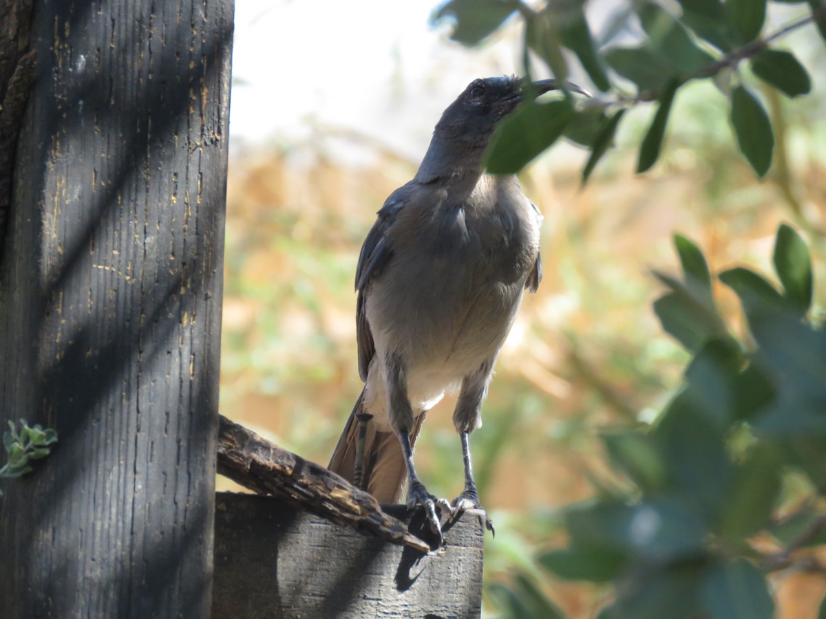 Mexican Jay - ML644486600