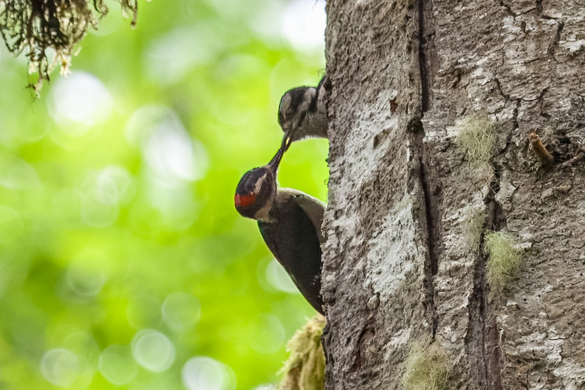 Hairy Woodpecker - ML644486602
