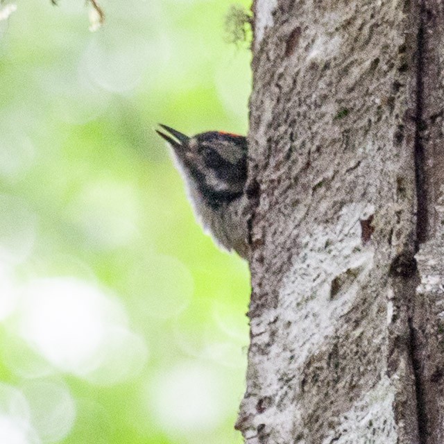 Hairy Woodpecker - ML644486604