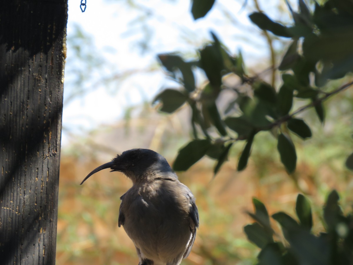 Mexican Jay - ML644486605