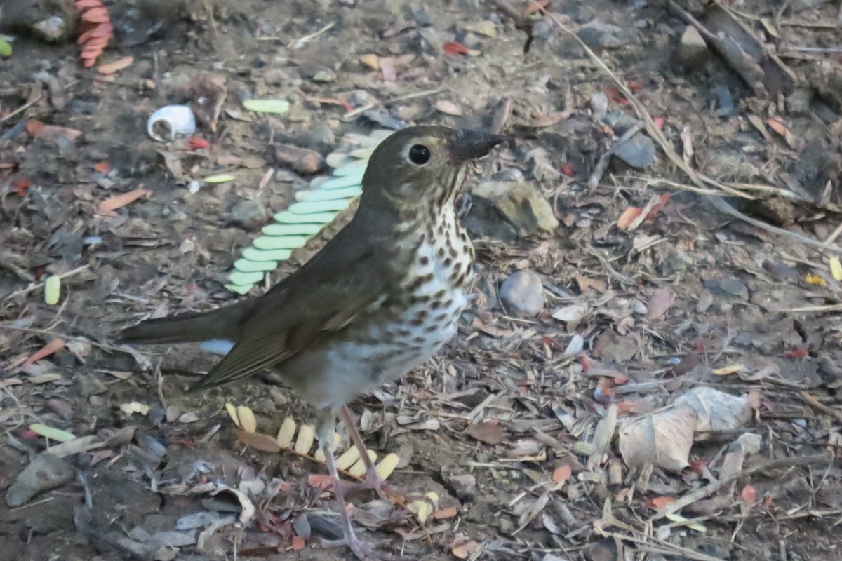 Swainson's Thrush - ML644486607
