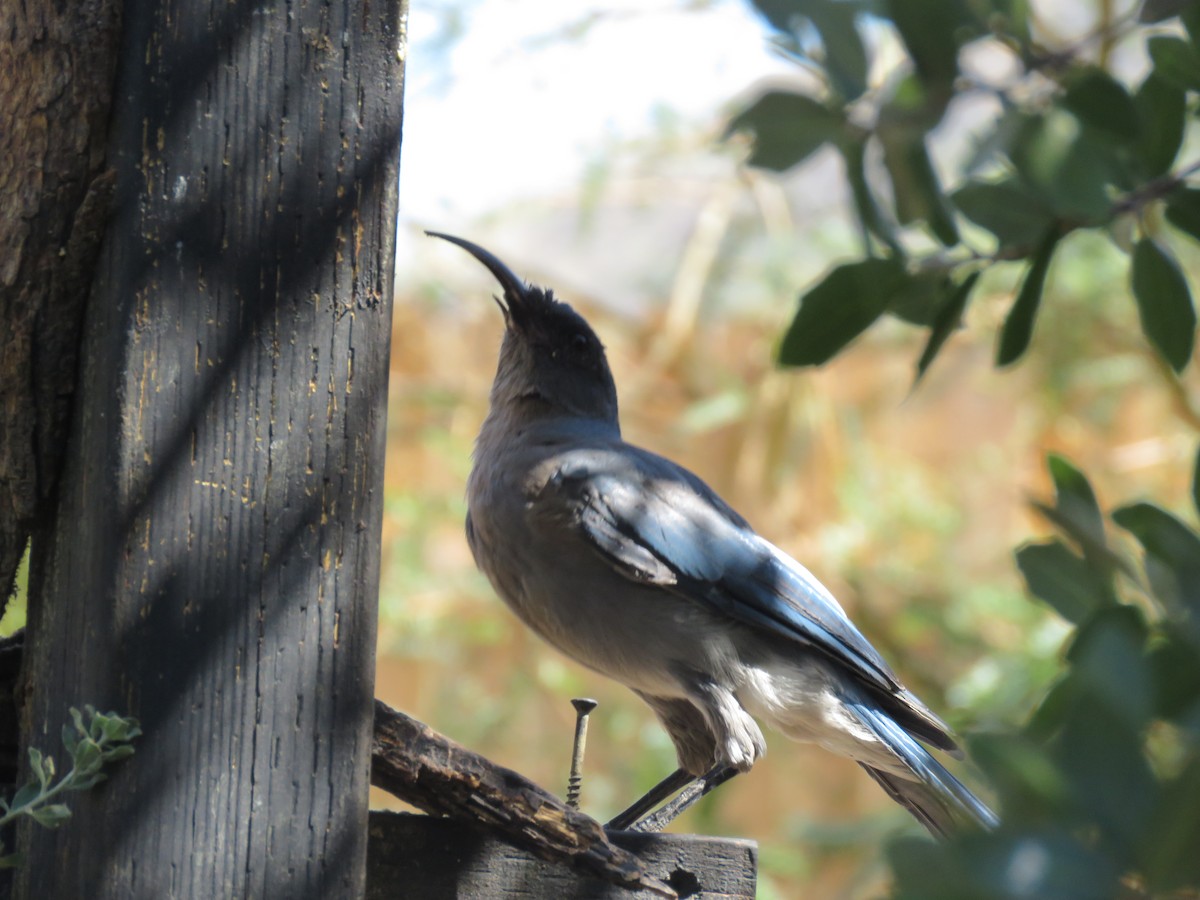 Mexican Jay - ML644486610