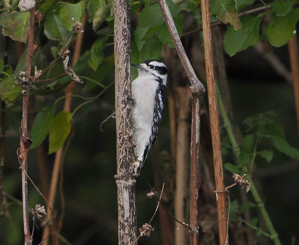 dunspett - ML644486611