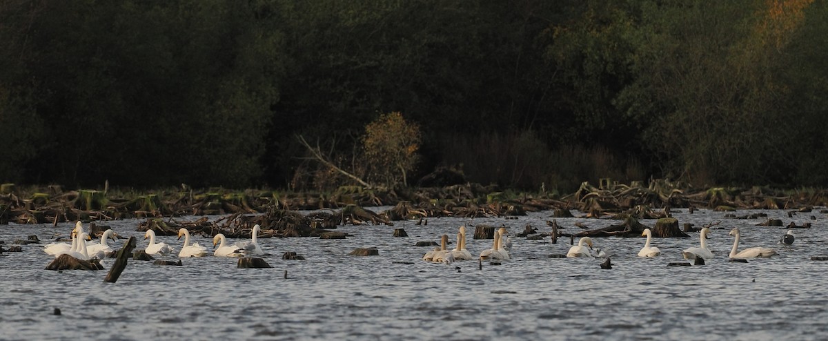 Whooper Swan - ML644486618