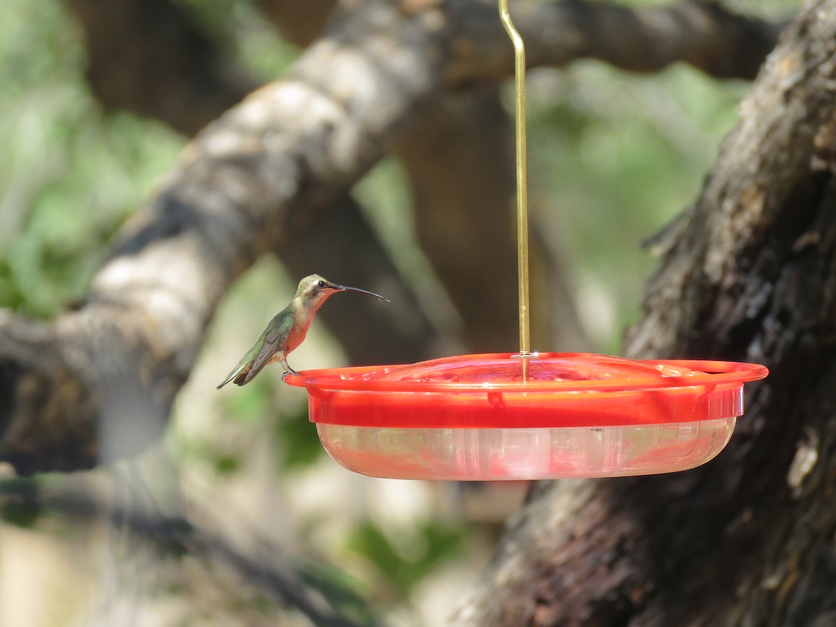 Colibri lucifer - ML644486619