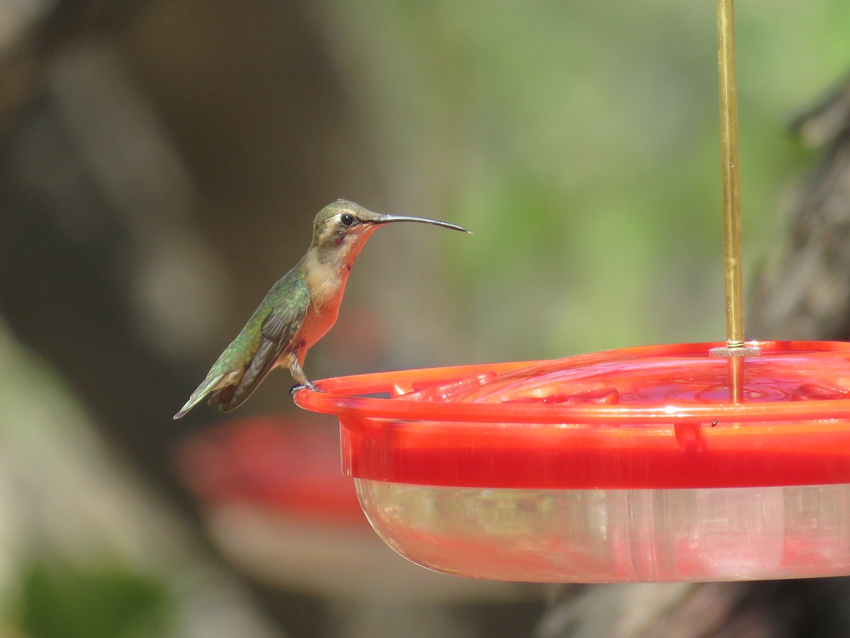 Colibri lucifer - ML644486625