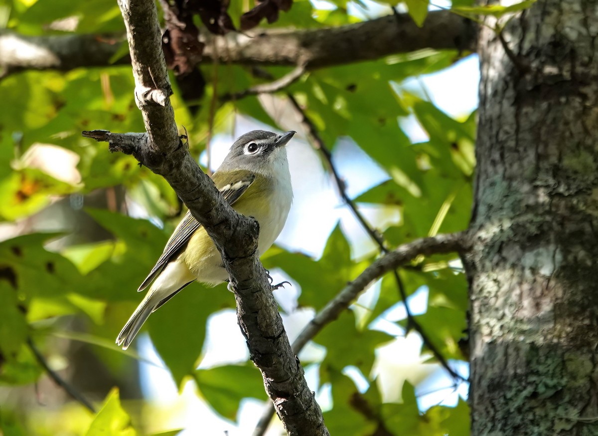 Blue-headed Vireo - ML644486626