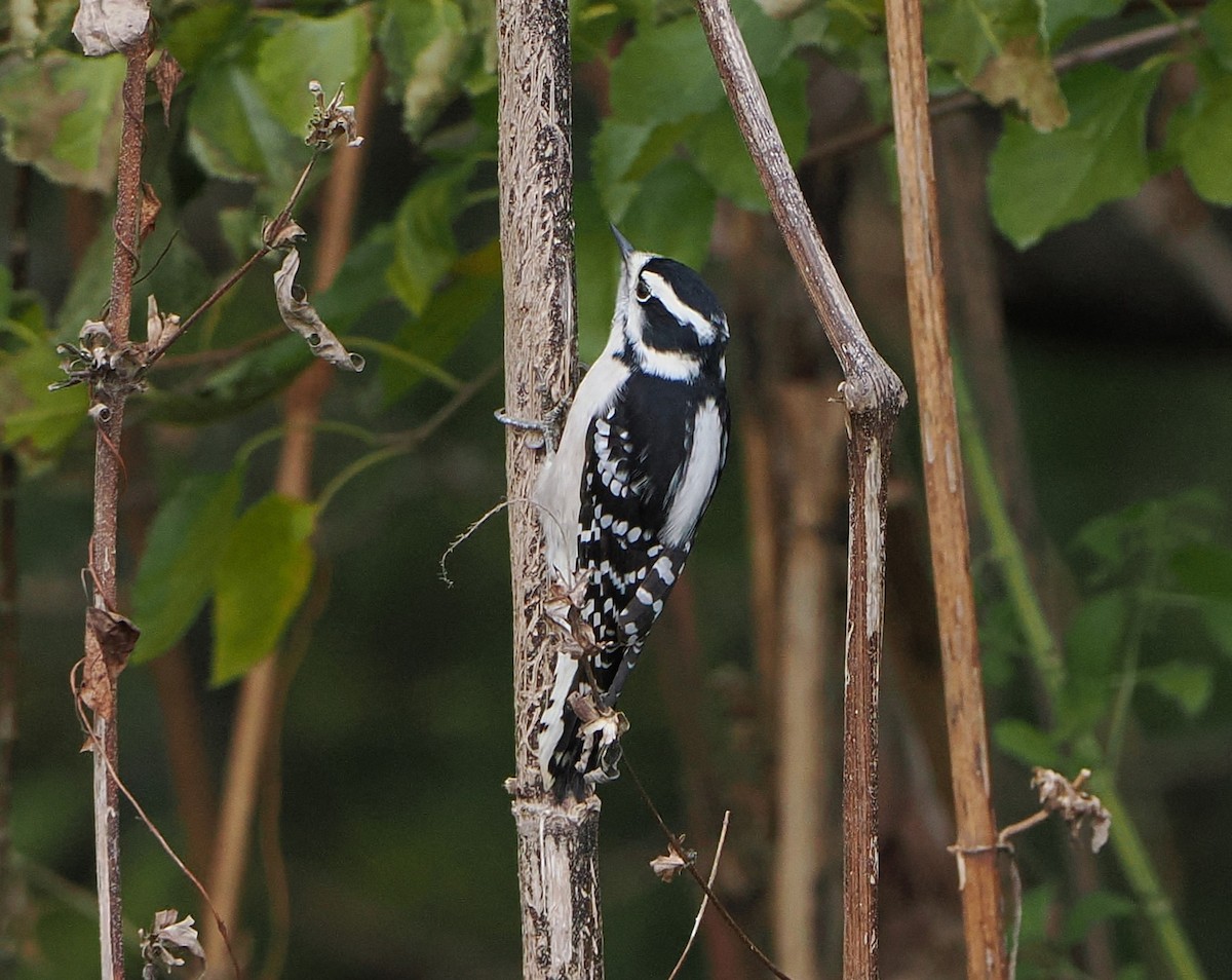 dunspett - ML644486633