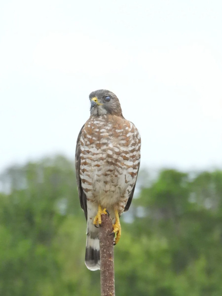 Busardo Aliancho - ML644486635