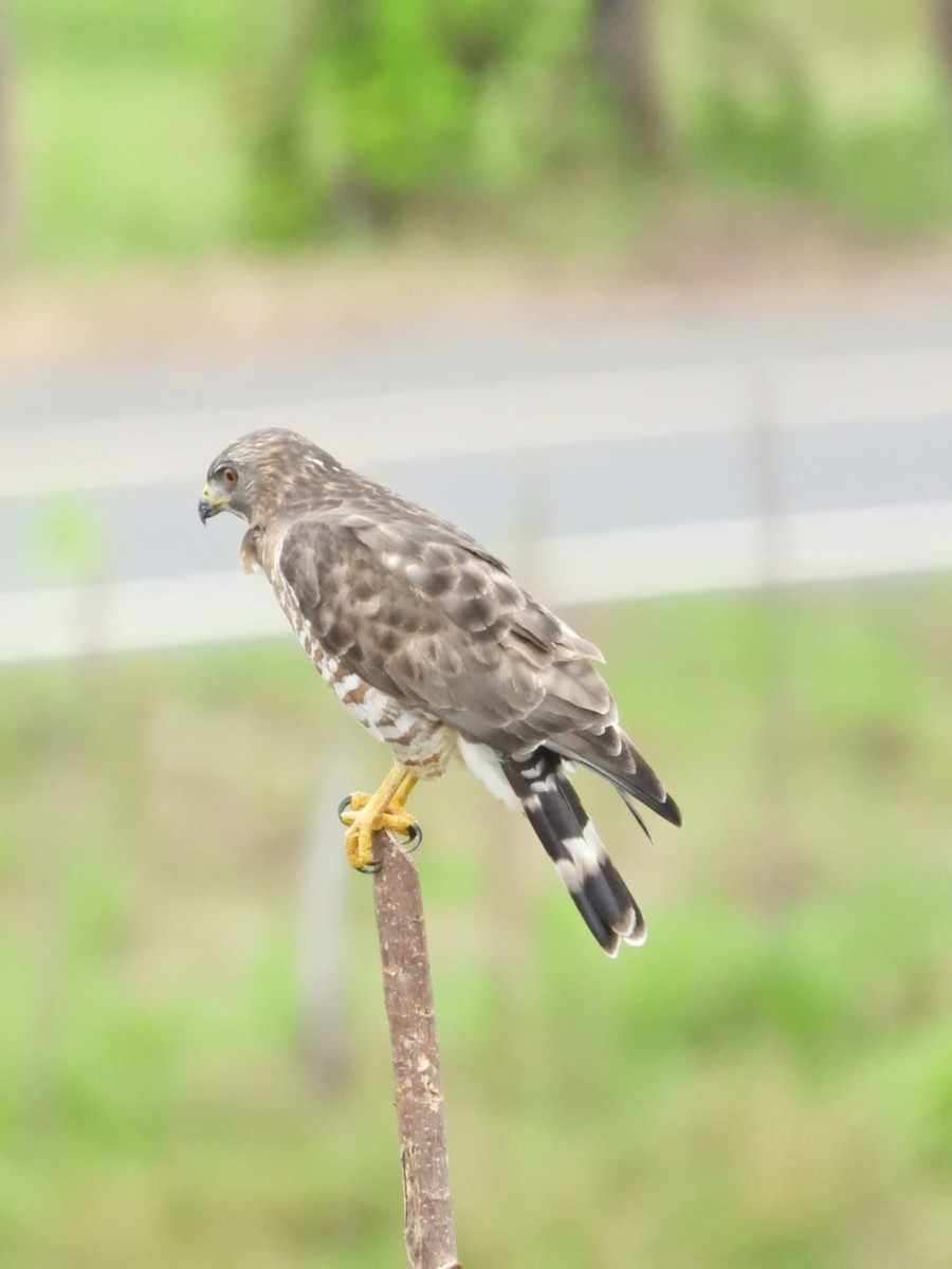 Busardo Aliancho - ML644486636