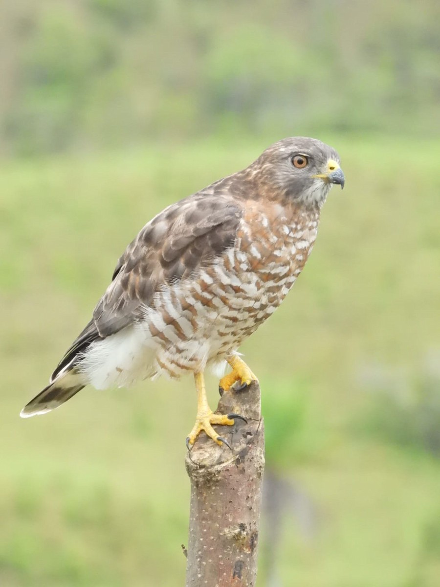 Busardo Aliancho - ML644486637