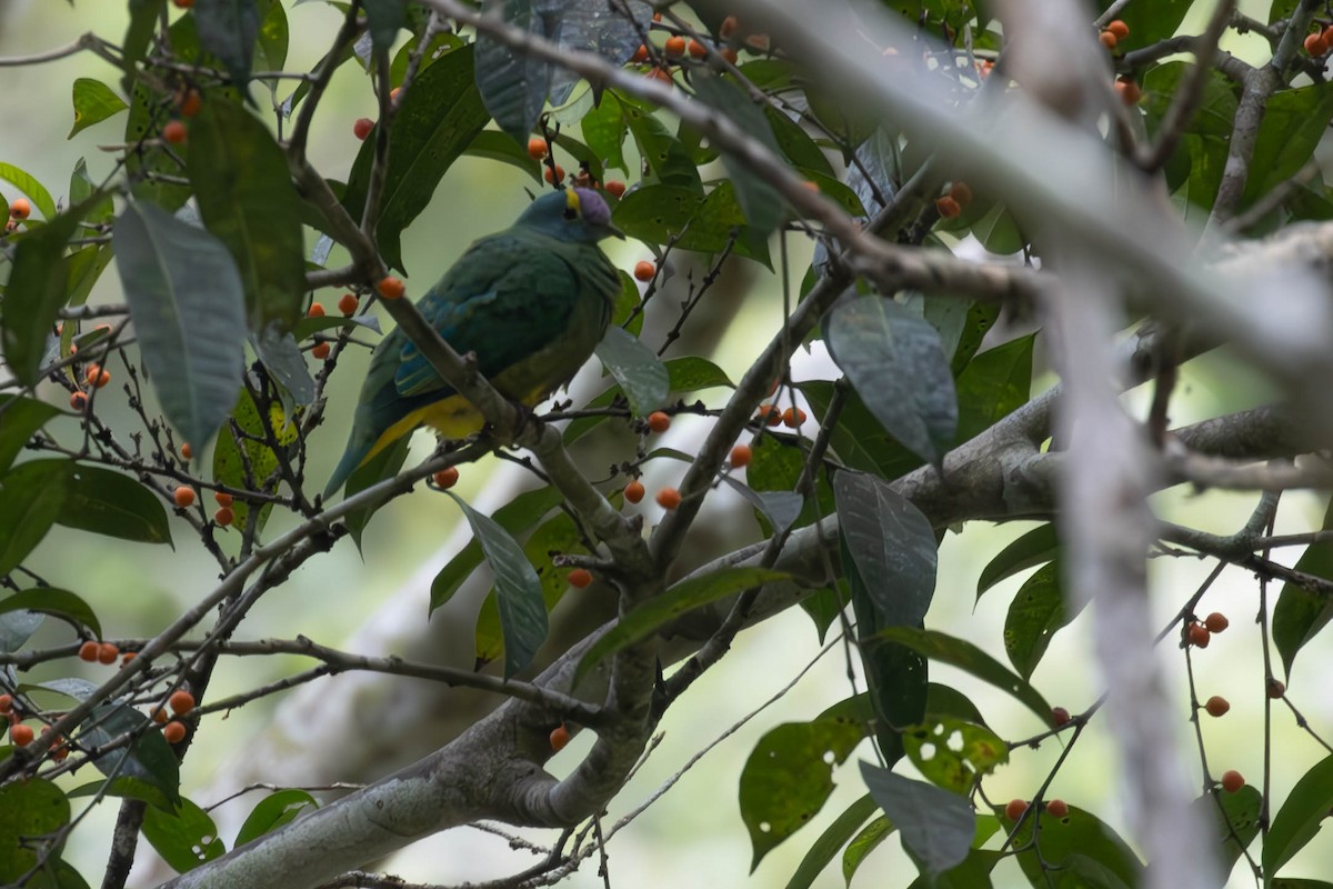 Coroneted Fruit-Dove - ML644486642