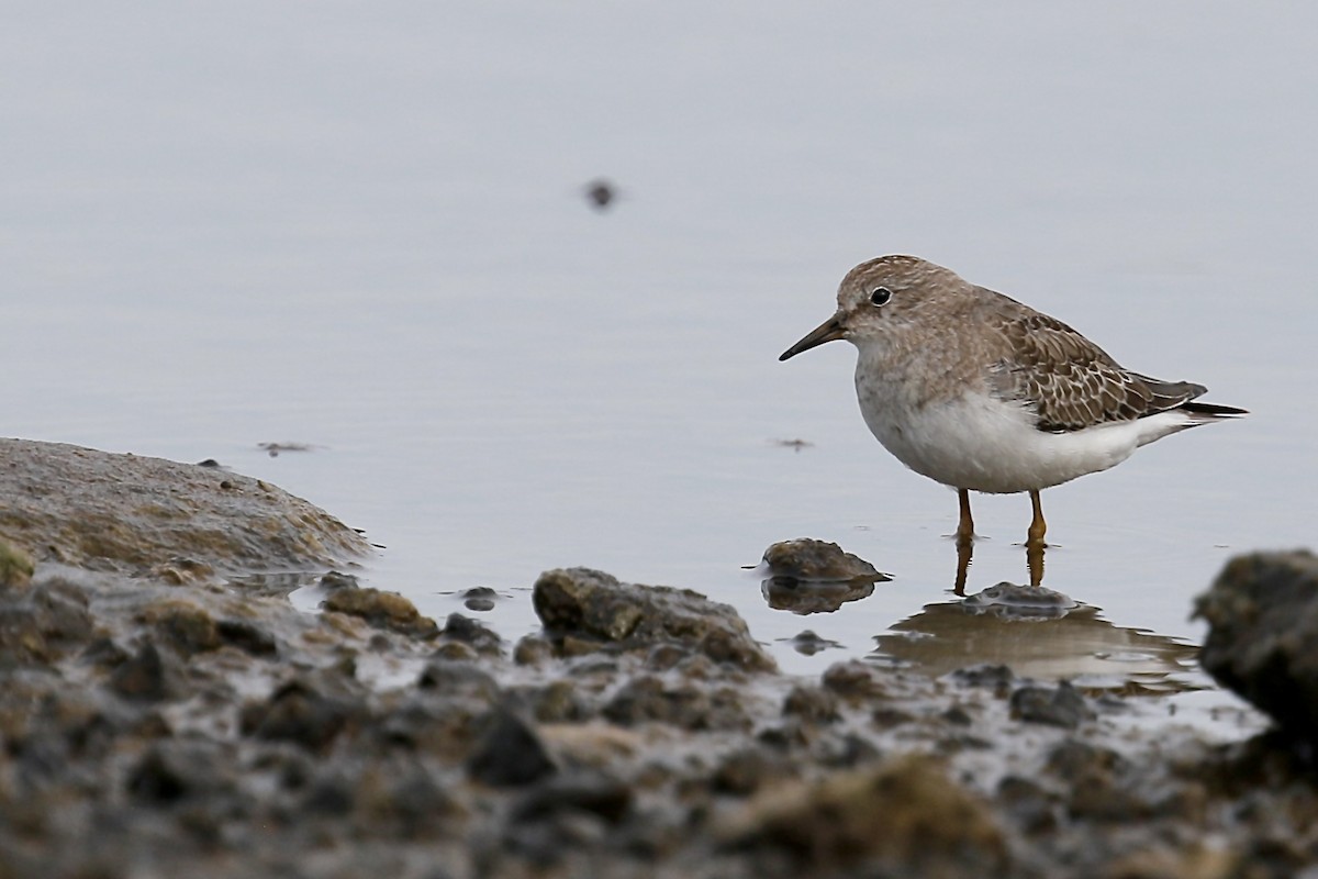 Темминкийн элсэг - ML644486644