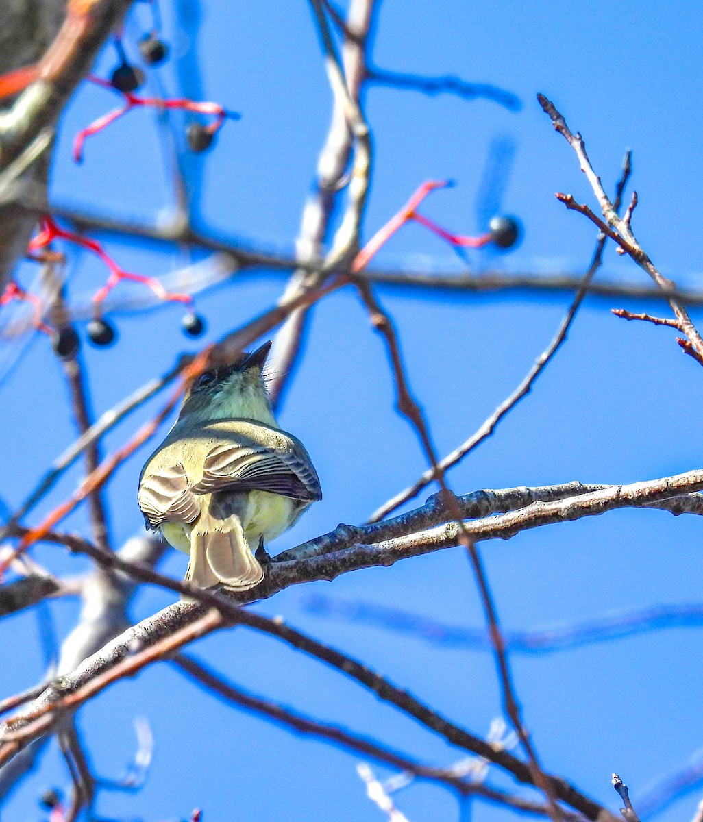 Eastern Phoebe - ML644486654