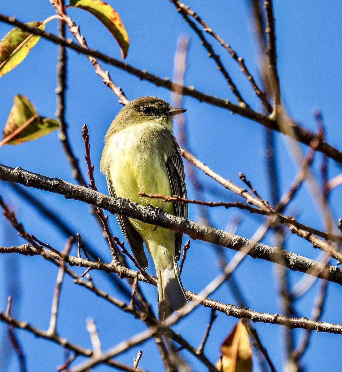 Eastern Phoebe - ML644486655