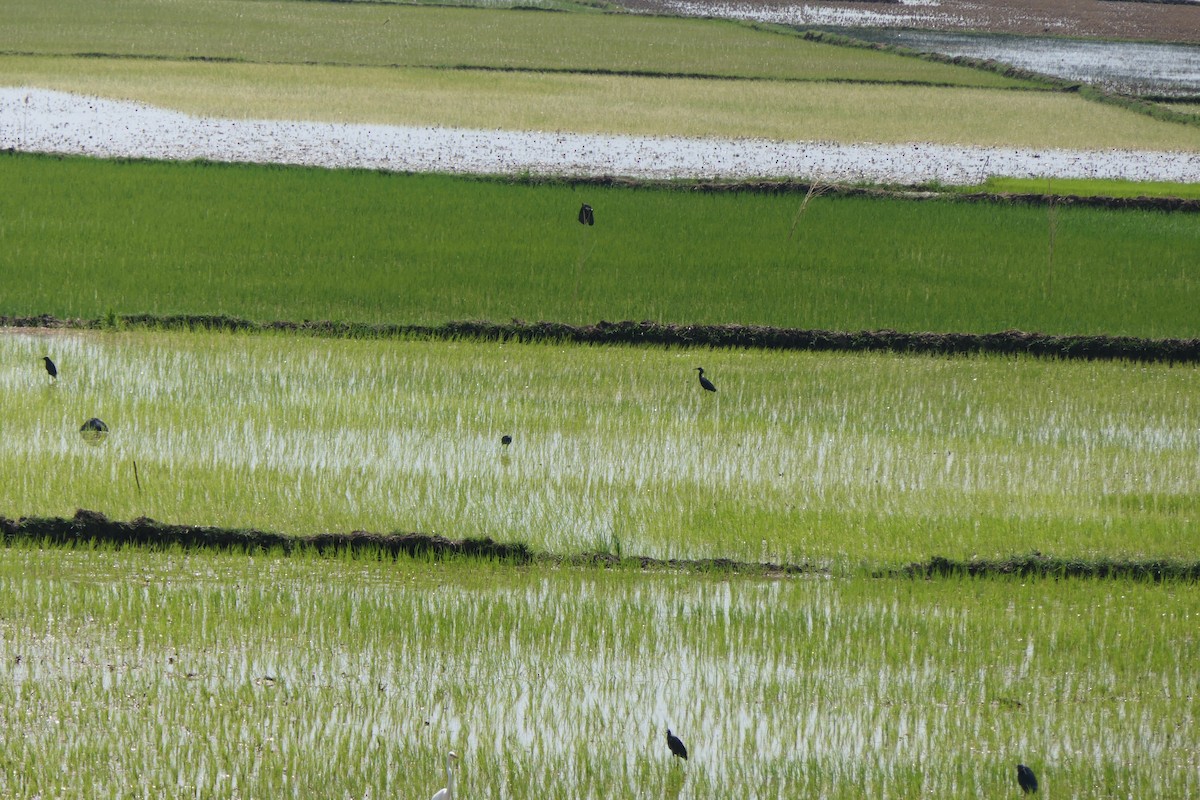 Black Heron - ML644486656