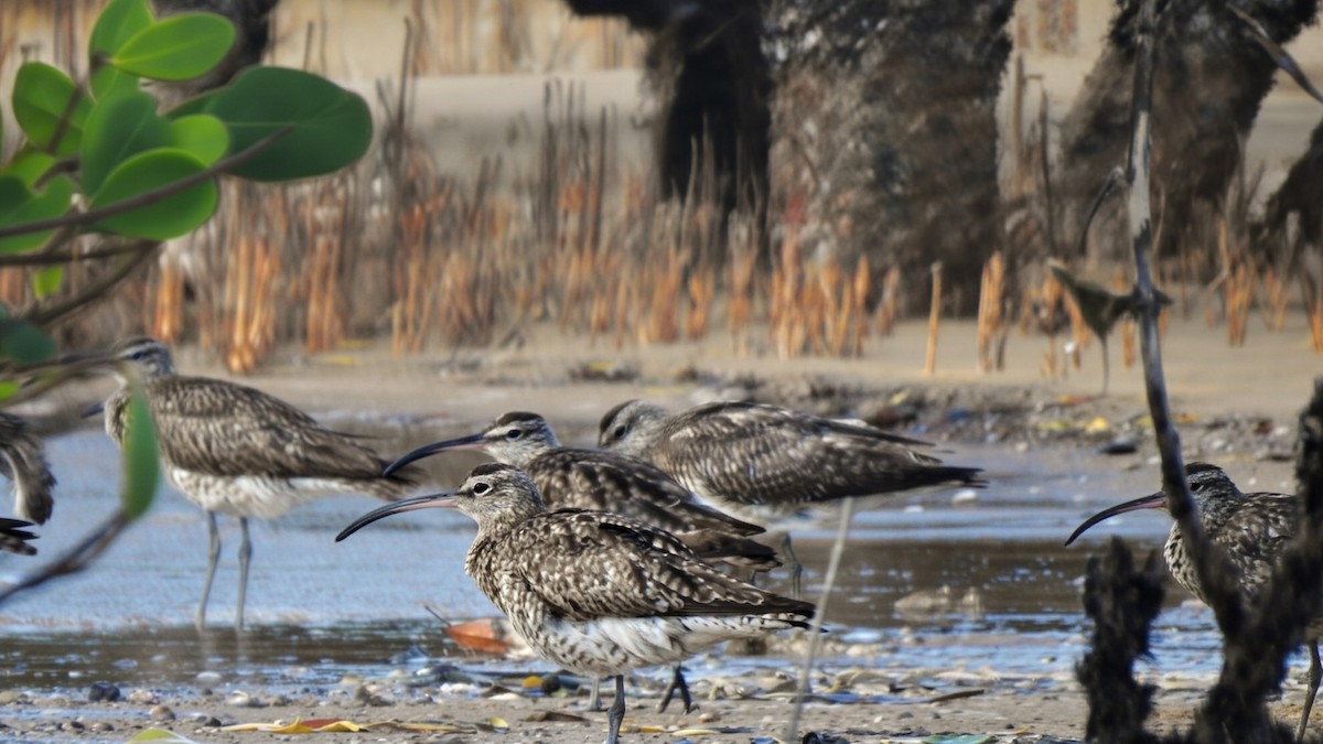 Eurasian Curlew - ML644486658