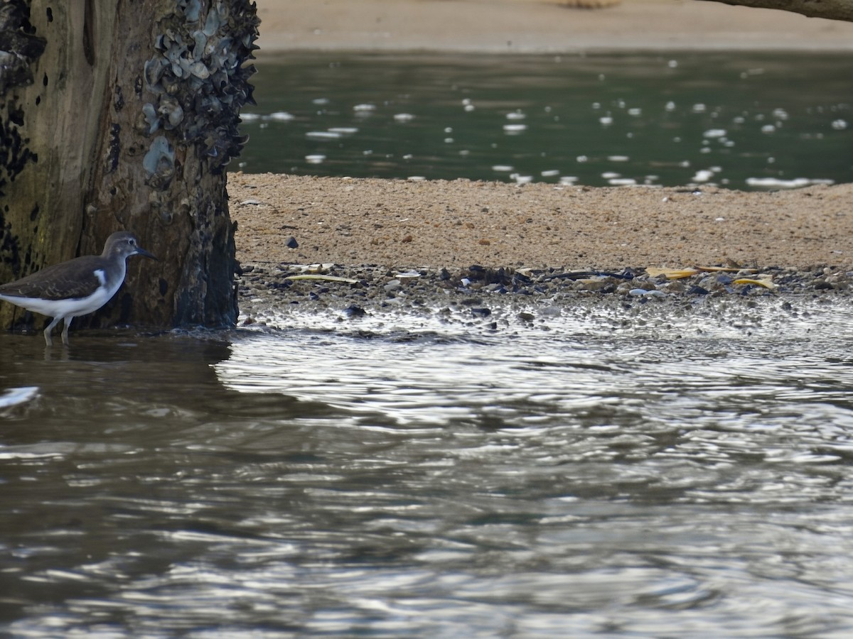 Хайргын хөгчүү - ML644486660