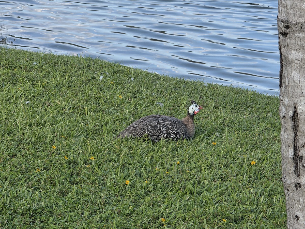 Helmeted Guineafowl (Domestic type) - ML644486663