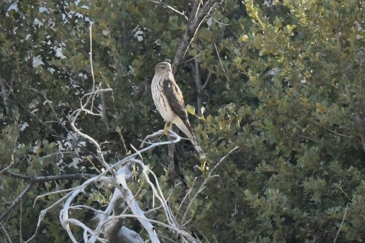 krahujec americký - ML644486671