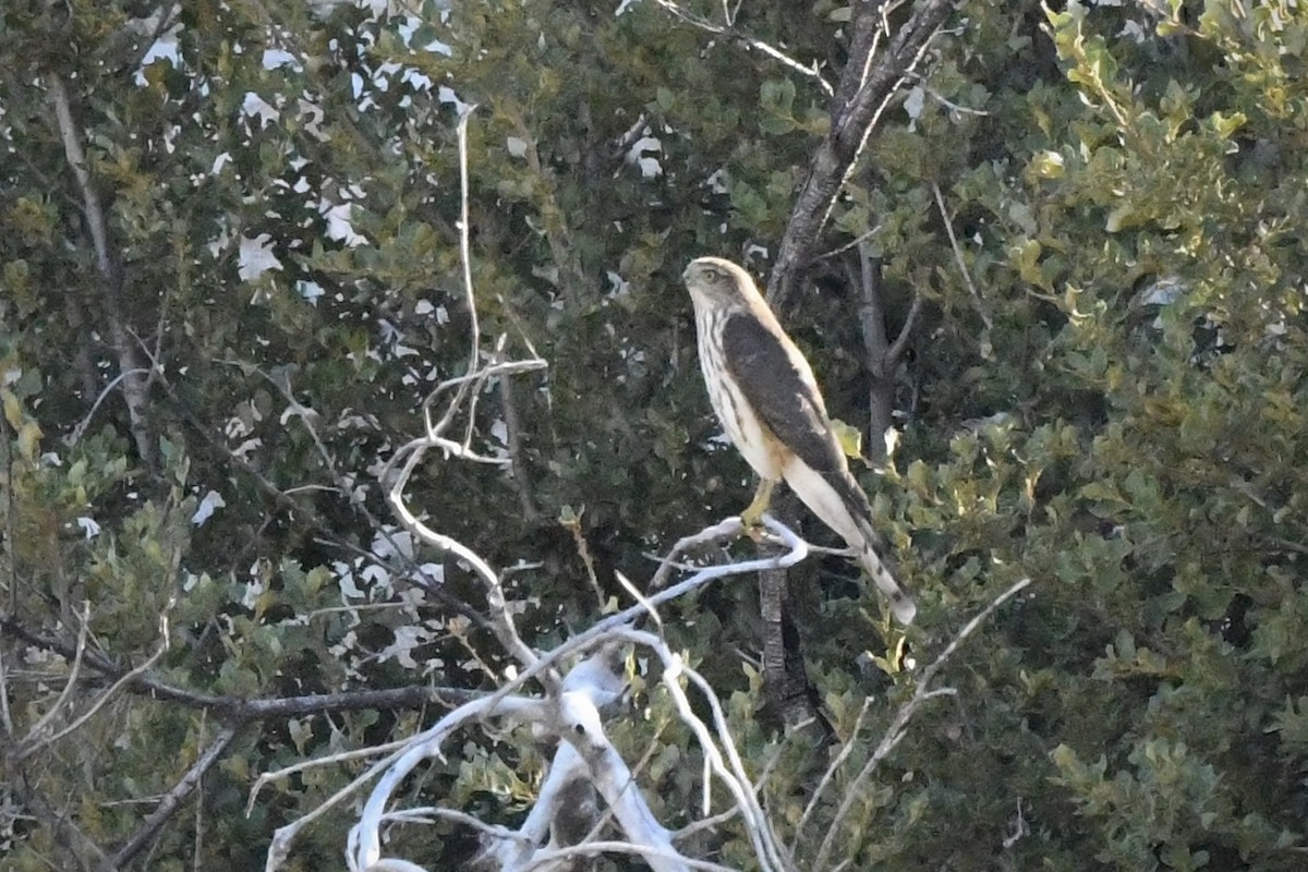 krahujec americký - ML644486672