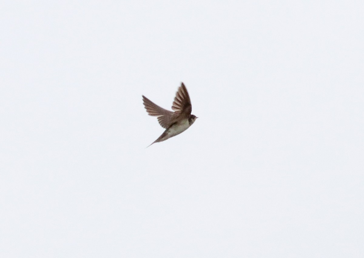 Barn Swallow - ML644486682
