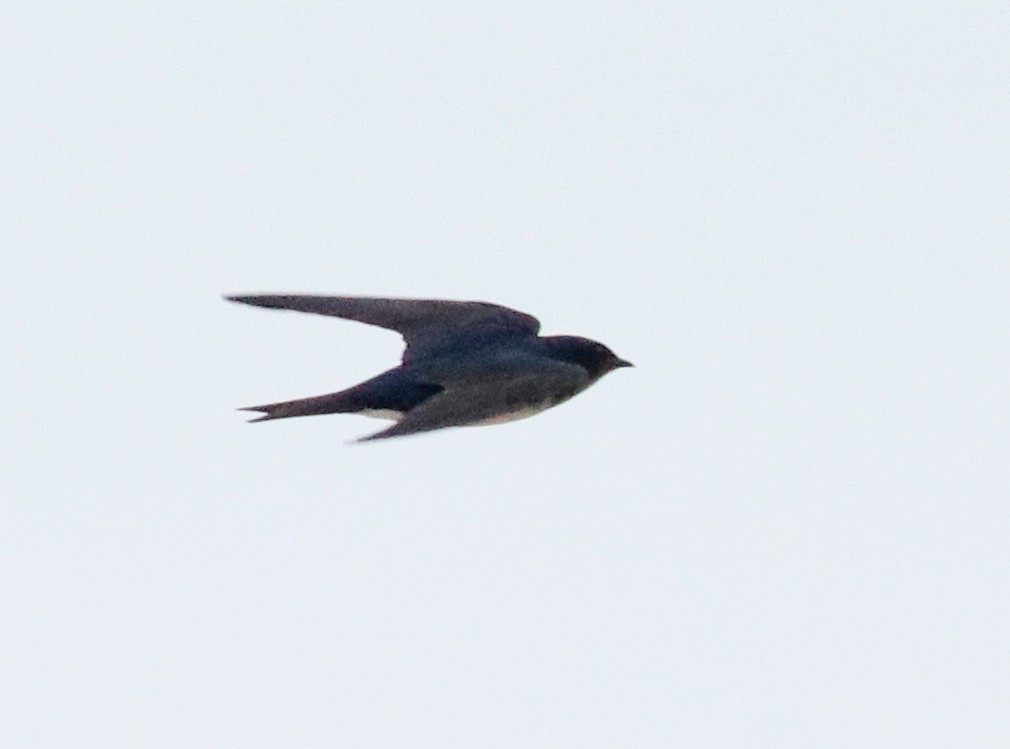 Barn Swallow - ML644486683