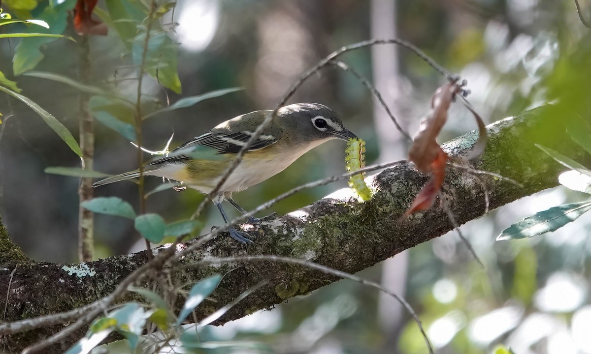Blue-headed Vireo - ML644486692