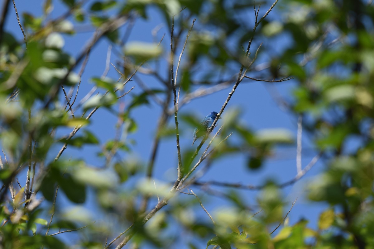 Индиговый колорин - ML644486695