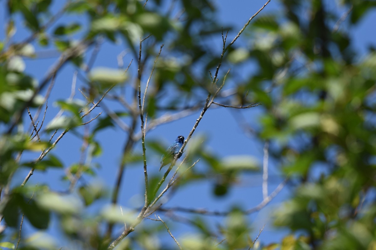 Индиговый колорин - ML644486696