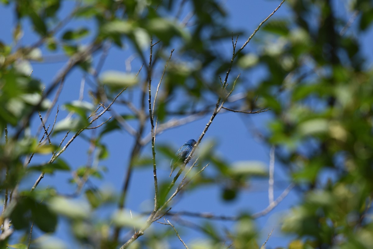 Индиговый колорин - ML644486697