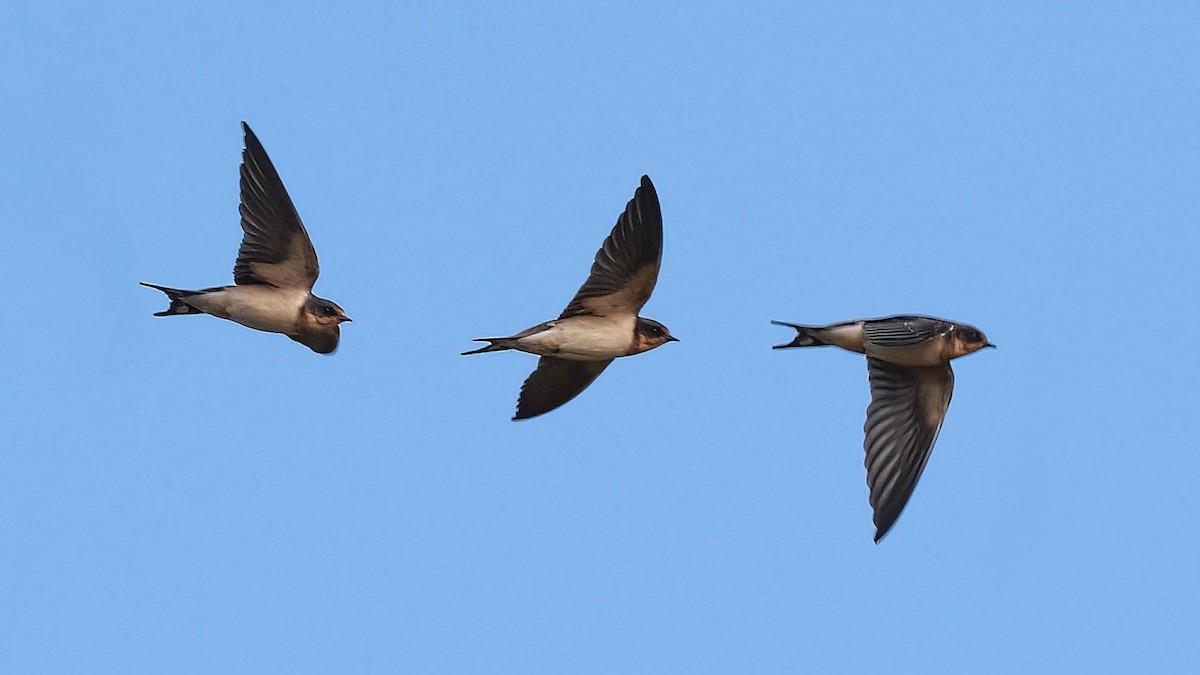 Асрын хараацай - ML644486698