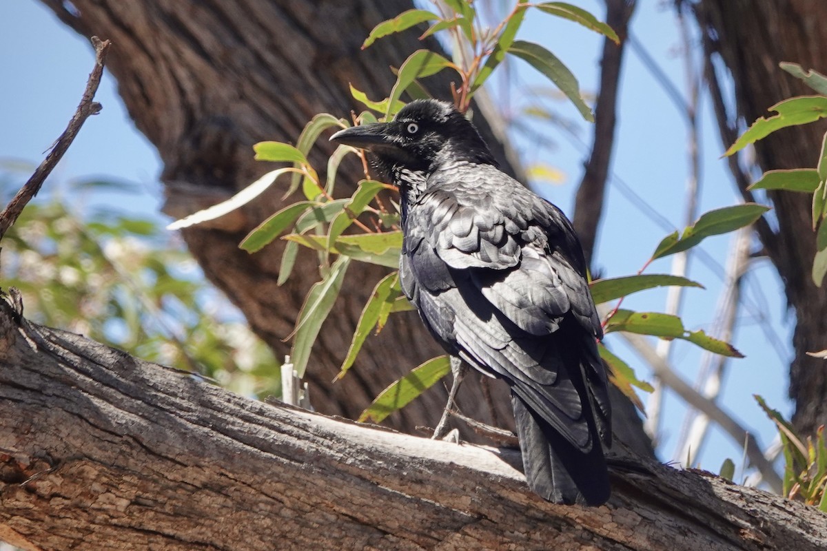 Australian Raven - ML644486730