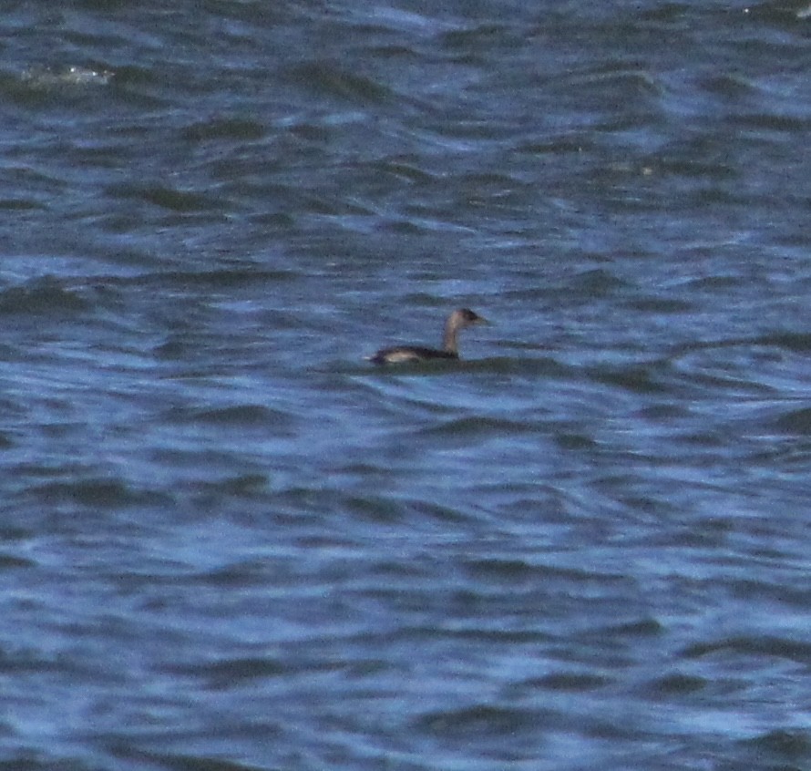 Red-necked Grebe - ML644486733