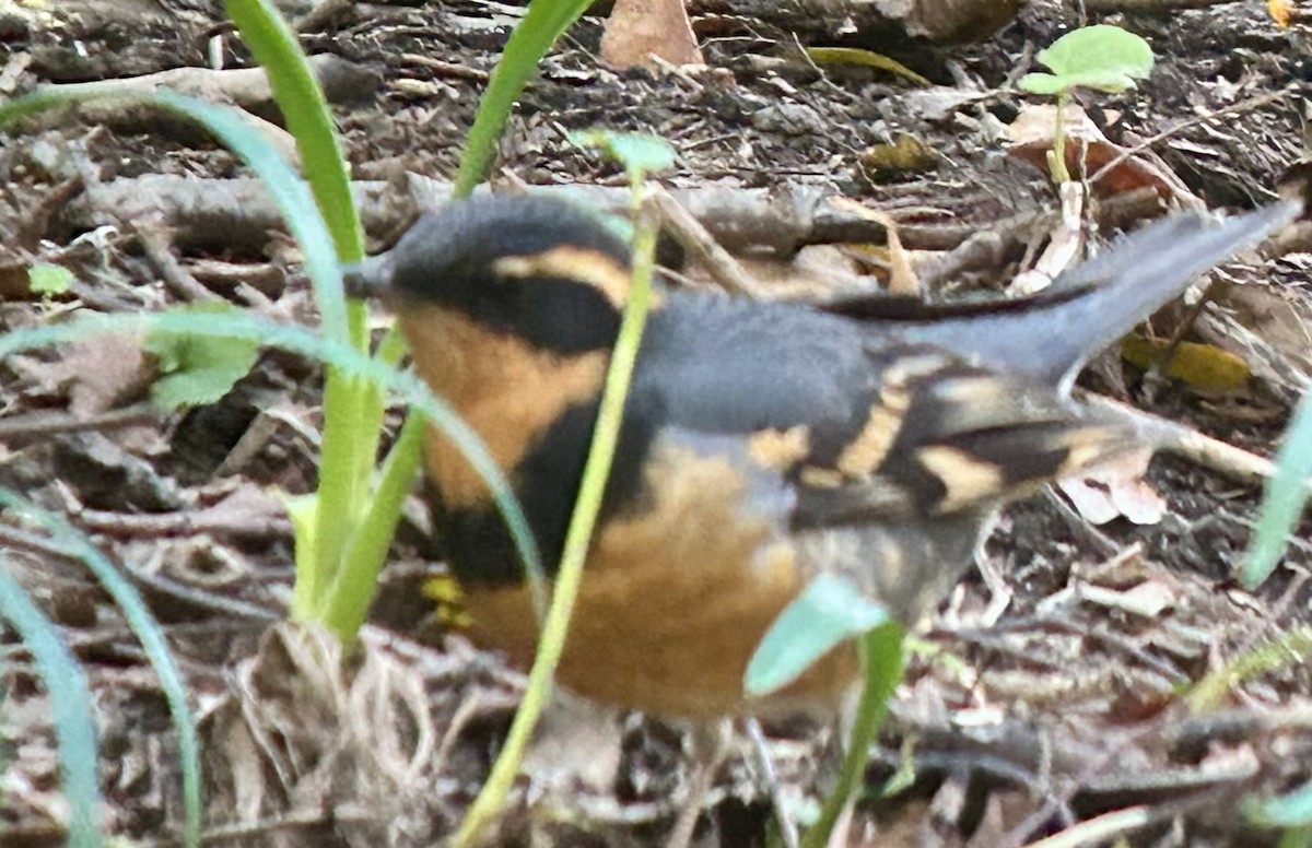 drozd pruhokřídlý - ML644486735