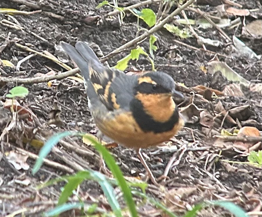 drozd pruhokřídlý - ML644486736