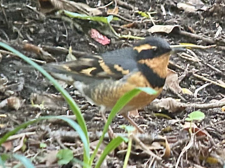 drozd pruhokřídlý - ML644486737