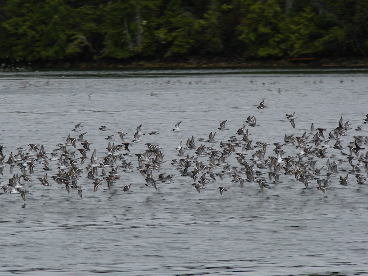 svartsteinvender - ML644486765