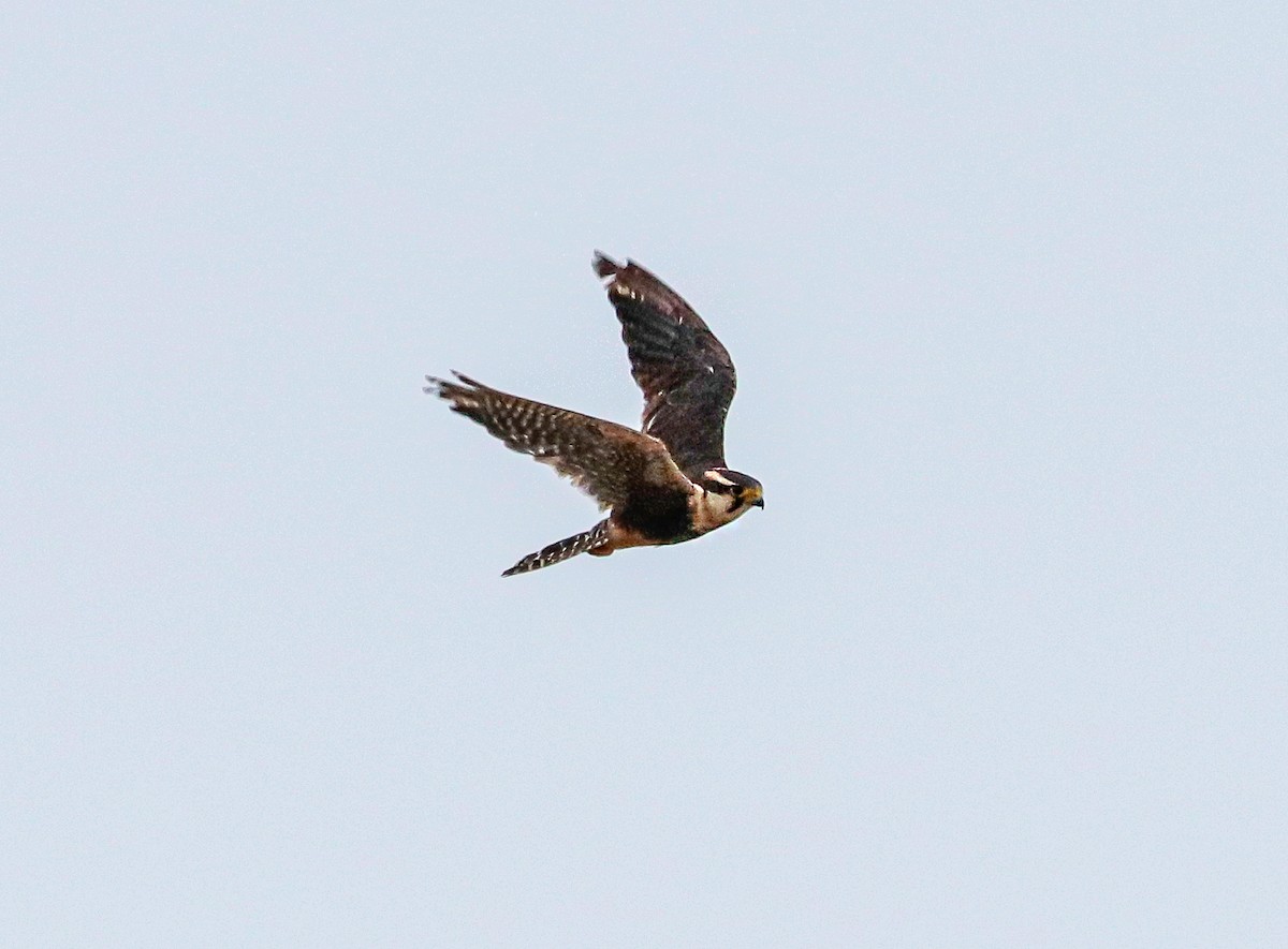 Aplomado Falcon - ML644486771