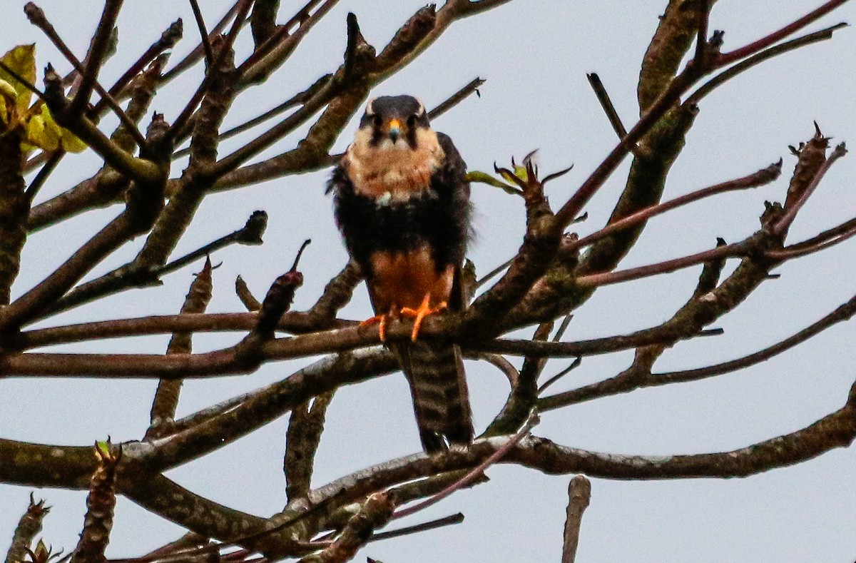 Aplomado Falcon - ML644486772