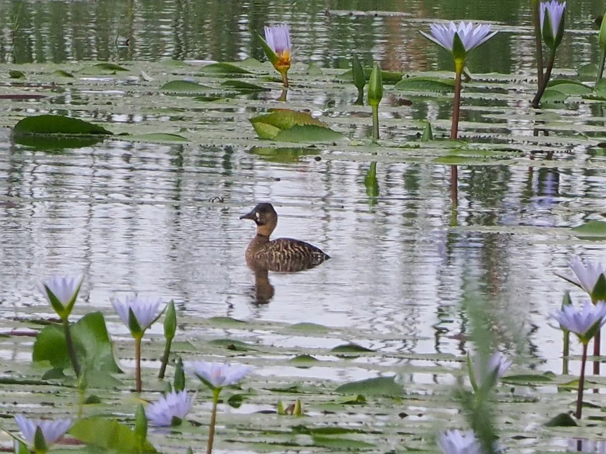 Pato Dorsiblanco - ML644486776