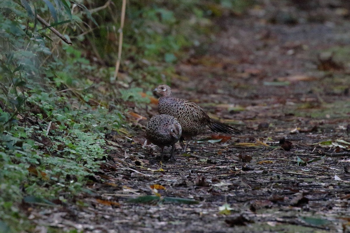Green Pheasant - ML644486778