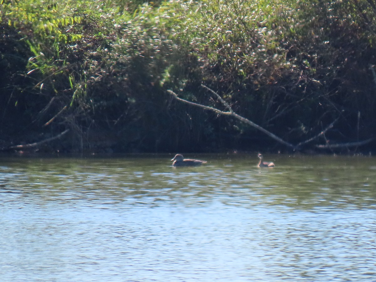 Gadwall - ML644486781